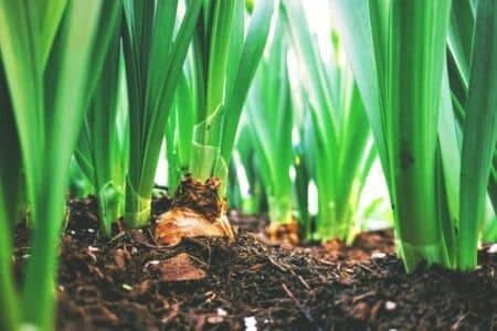 Mercosur Report Dun Accord Destructeur Pour Lagriculture Francaise