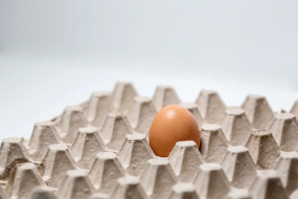 Pénurie d’œufs : ces fermes locales qui empêchent la catastrophe dans nos supermarchés