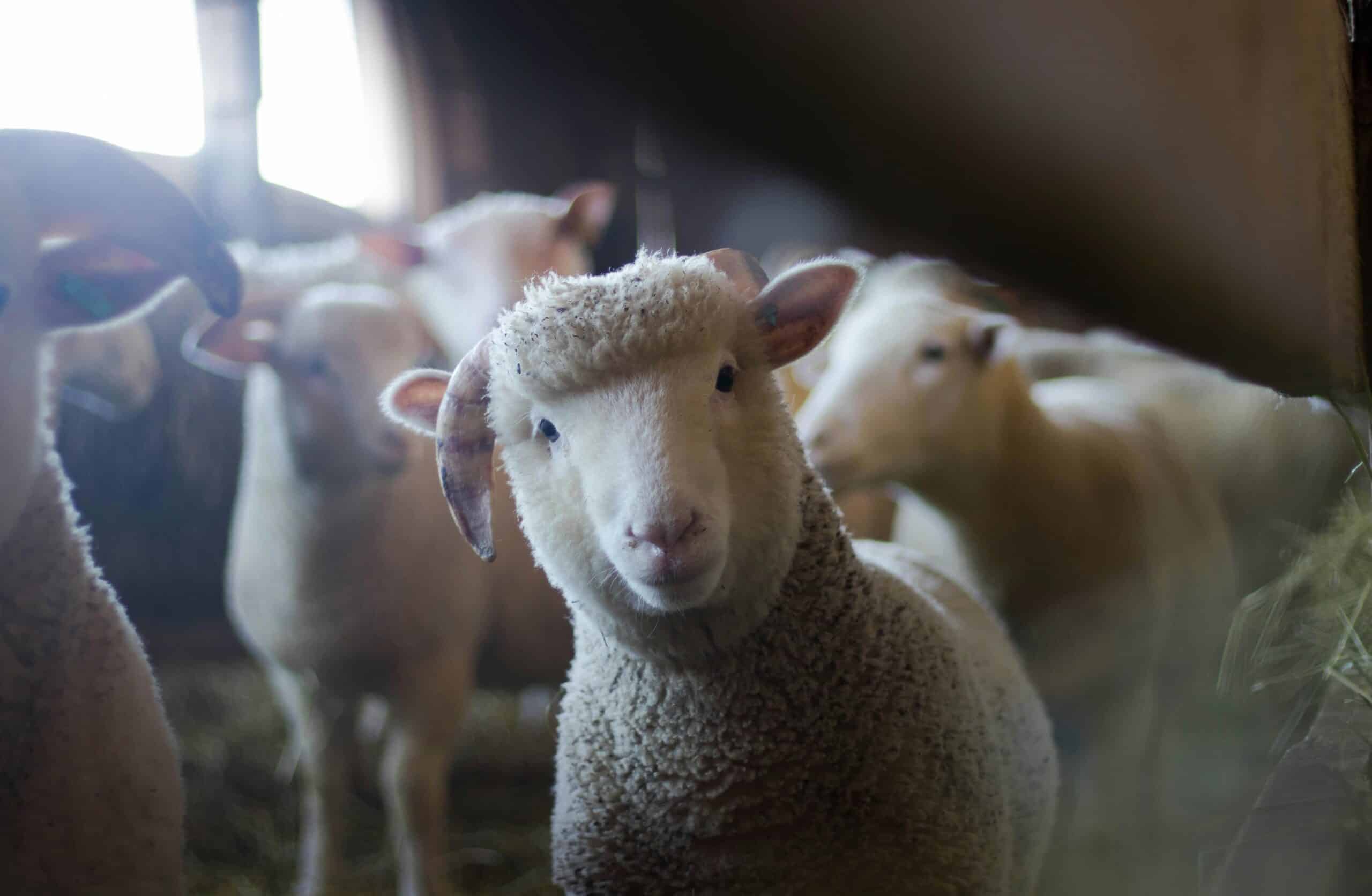 Baisse Frequentation Salon Agriculture