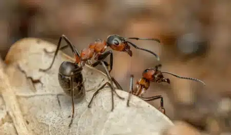 Il cachait 2 000 reines de fourmis dans ses bagages : l’incroyable trafic déjoué