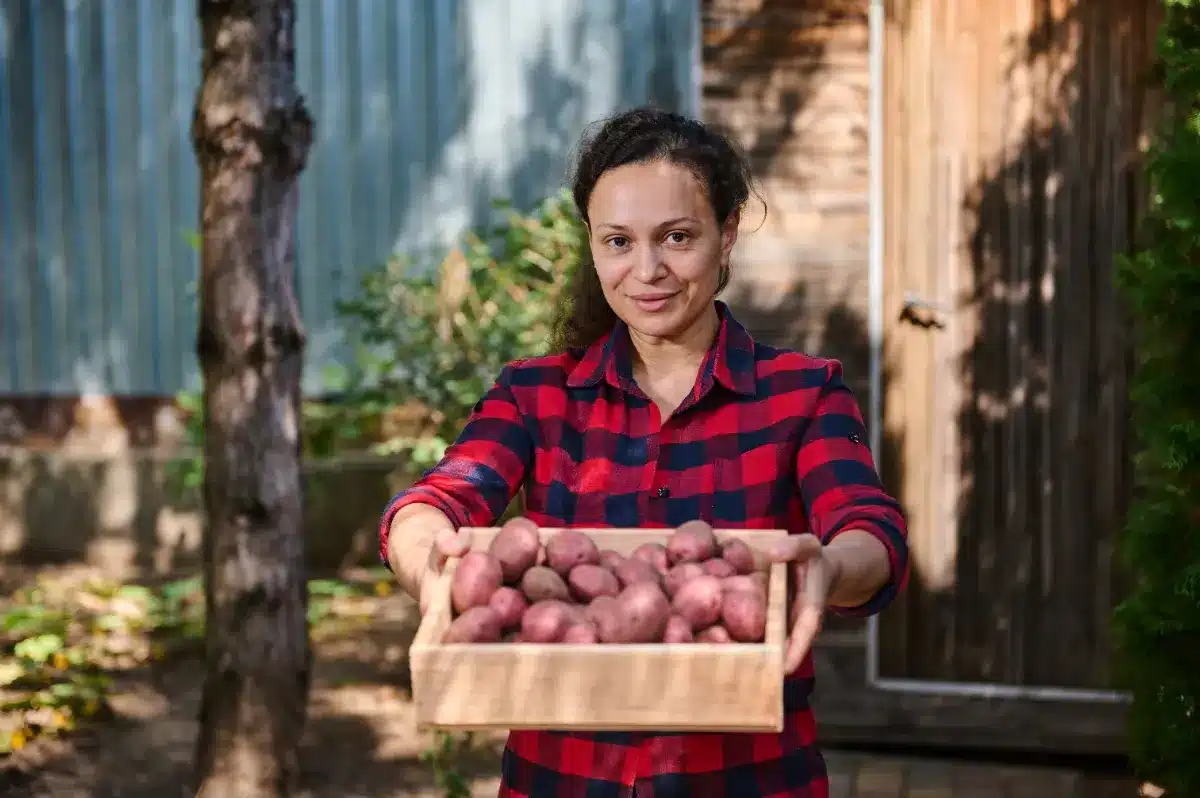 Oubliez le réfrigérateur : ce geste au moment du rangement empêche vos pommes de terre de germer pendant des semaines