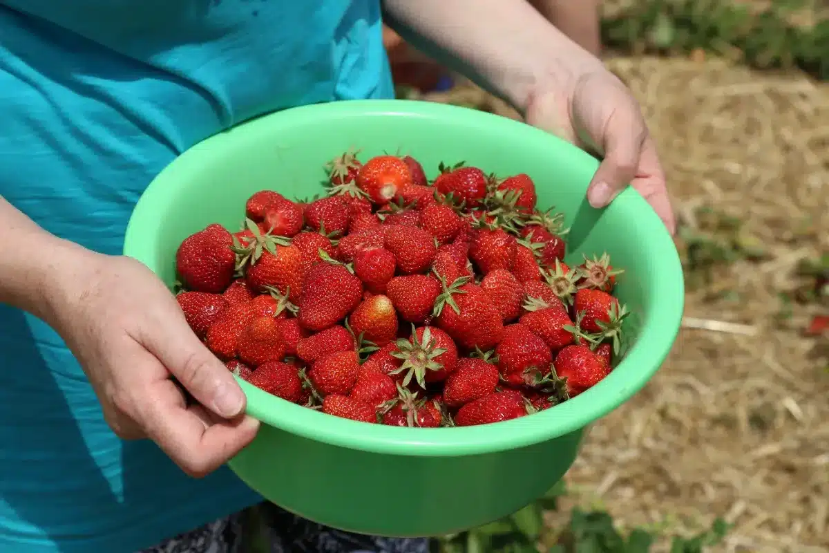 Pourquoi beaucoup de gens lavent mal leurs fraises alors que 93 % des barquettes non bio contiennent des pesticides
