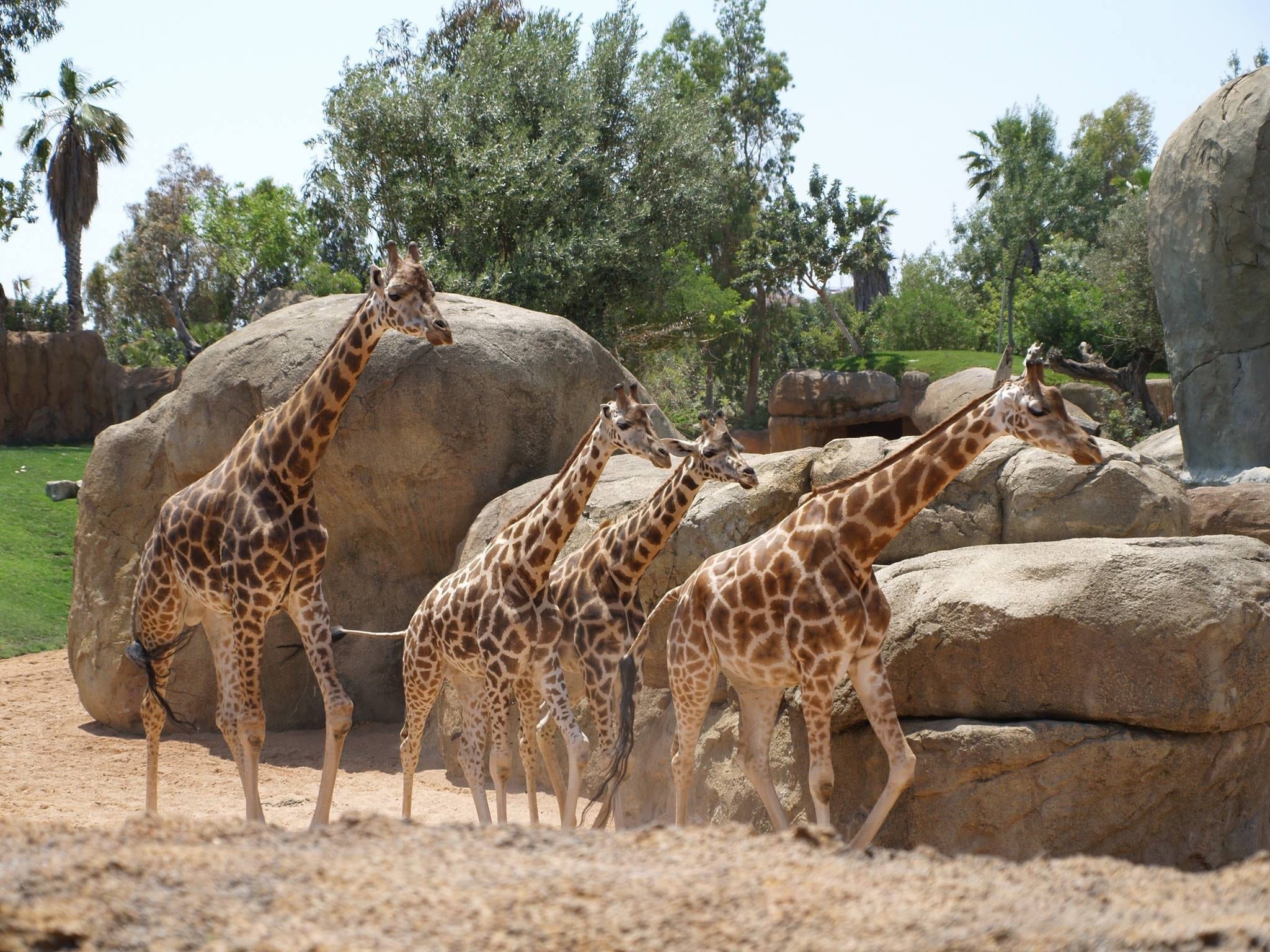 Bioparc de Doué-la-Fontaine-zoo-animaux