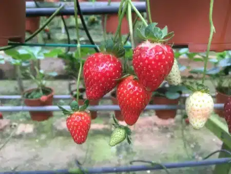 Les Français en mangent des kilos chaque été sans se douter que ce fruit est le plus contaminé par les pesticides