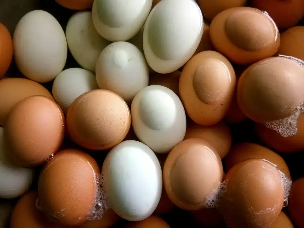 Beaucoup de gens ne le réalisent pas, mais la couleur de la coquille d'oeuf dépend d'un seul détail sur la poule