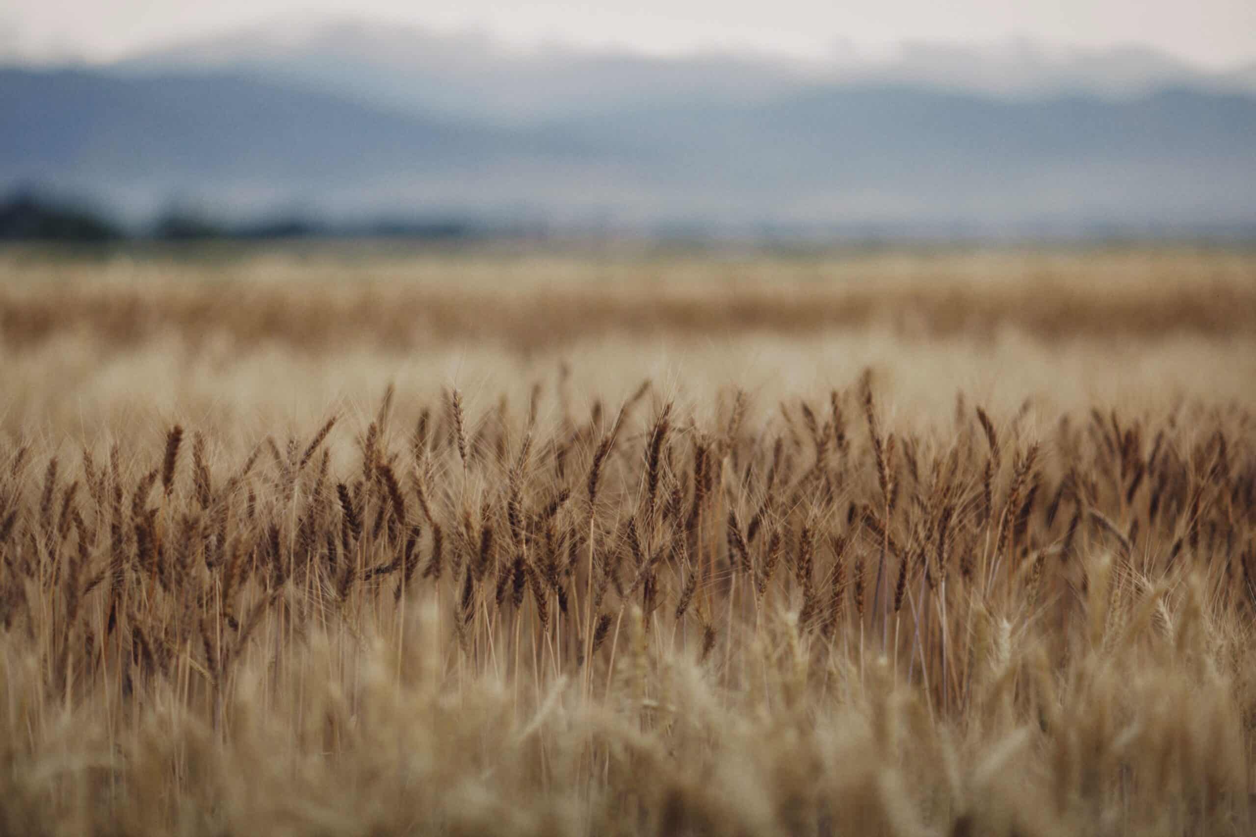 Pexels Alexeydemidov 10383335