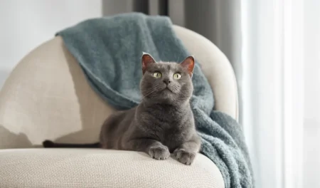 Le chat de votre voisin entre chez vous tous les jours : ce que la loi vous autorise vraiment à faire va vous surprendre