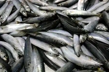 « Je n'achèterai plus jamais sans vérifier » : des sardines rappelées dans toute la France, voici les marques et lots concernés