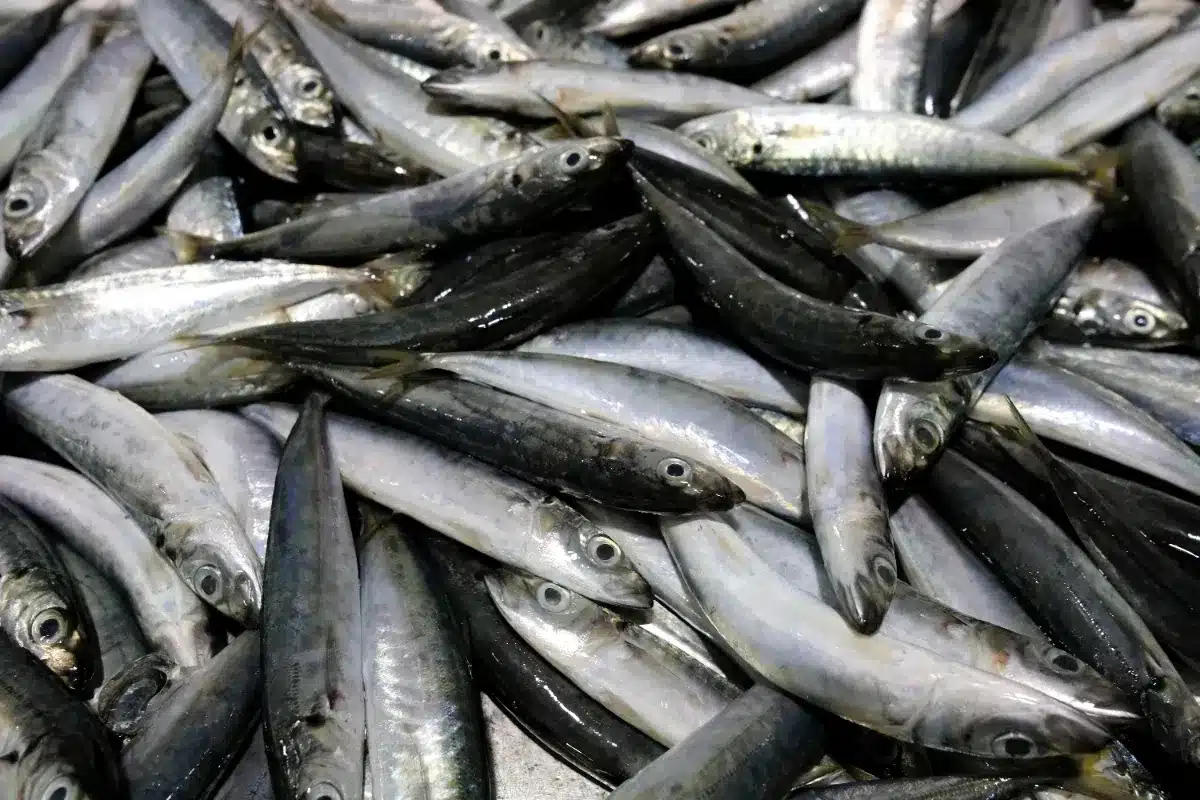 « Je n'achèterai plus jamais sans vérifier » : des sardines rappelées dans toute la France, voici les marques et lots concernés