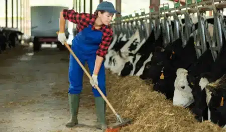 On cherche des volontaires pour habiter gratuitement dans une ferme en prenant soin de 82 animaux 24 heures par semaine