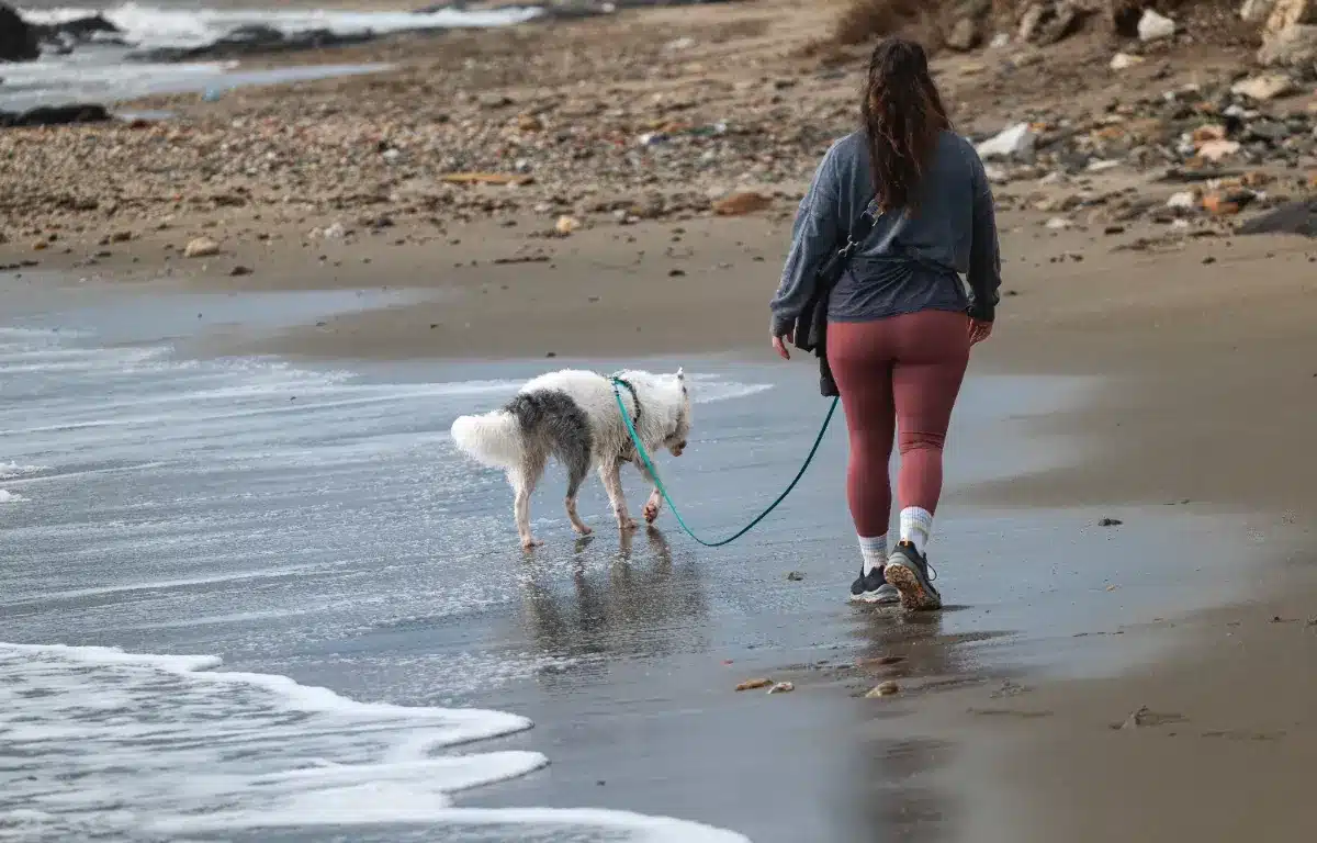 Elle a déserté l'enseignement pour devenir promeneuse de chiens, elle réussit à facturer 6763 dollars par mois en seulement 20 heures hebdomadaires